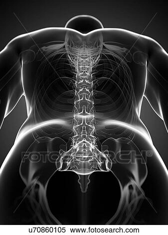 Stock Illustration - Healthy spine, artwork. Fotosearch