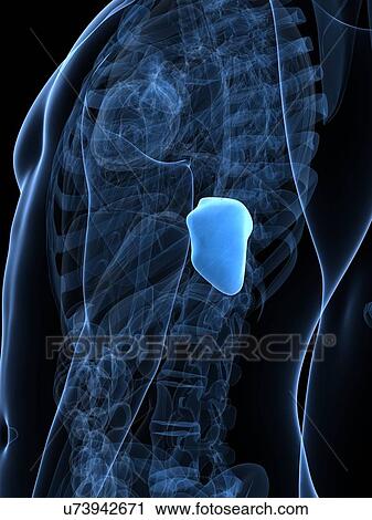 Healthy spleen, artwork View Large Illustration Clip Art - Healthy spleen, artwork. Fotosearch
