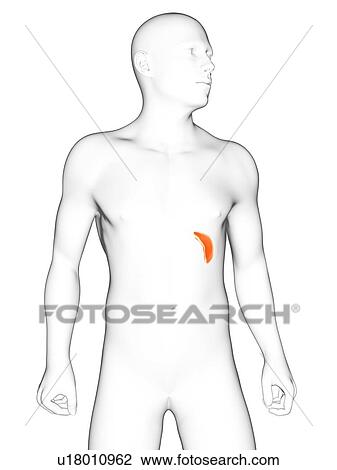 Drawing - Healthy spleen, artwork. Fotosearch