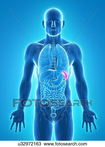 Healthy spleen, artwork View Large Illustration Drawing - Healthy spleen, artwork. Fotosearch