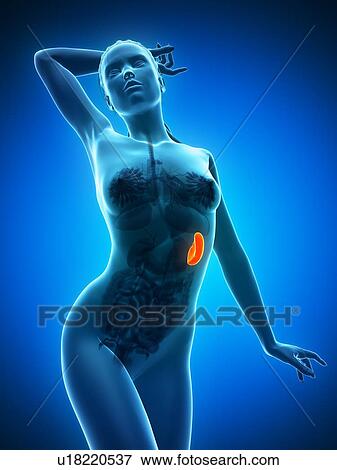 Stock Illustration - Healthy spleen, artwork. Fotosearch