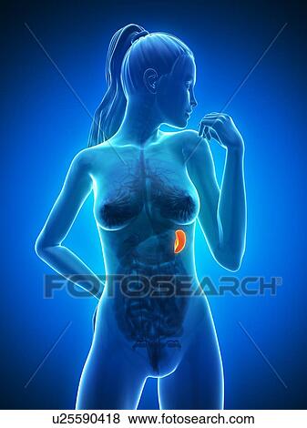 Stock Illustration - Healthy spleen, artwork. Fotosearch