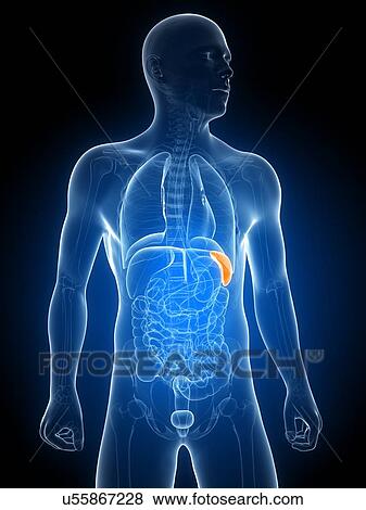 Stock Illustration - Healthy spleen, artwork. Fotosearch