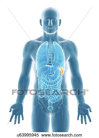 Healthy spleen, artwork View Large Illustration Stock Illustration - Healthy spleen, artwork. Fotosearch