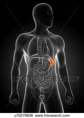 Stock Illustration - Healthy spleen, artwork. Fotosearch