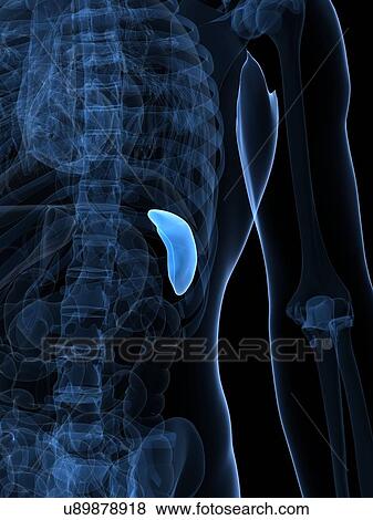 Stock Illustration - Healthy spleen, artwork. Fotosearch