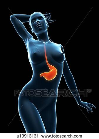 Healthy stomach, artwork View Large Illustration Clip Art - Healthy stomach, artwork. Fotosearch