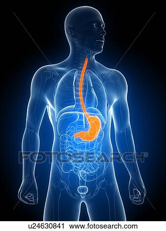 Healthy stomach, artwork View Large Illustration Clip Art - Healthy stomach, artwork. Fotosearch