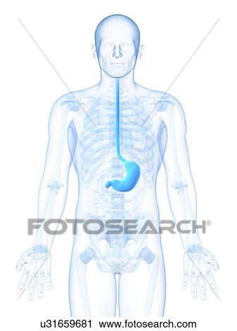 Healthy stomach, artwork View Large Illustration Clip Art - Healthy stomach, artwork. Fotosearch