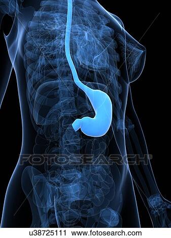 Healthy stomach, artwork View Large Illustration Clip Art - Healthy stomach, artwork. Fotosearch