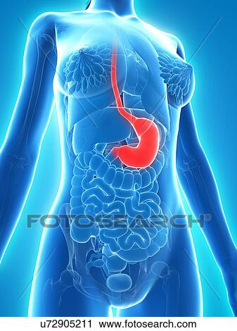Clip Art - Healthy stomach, artwork. Fotosearch
