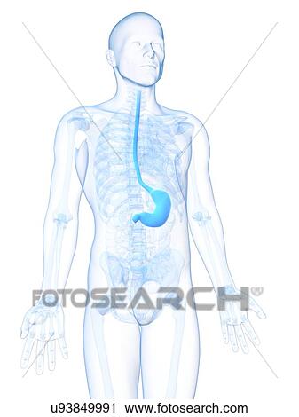 Healthy stomach, artwork View Large Illustration Clip Art - Healthy stomach, artwork. Fotosearch