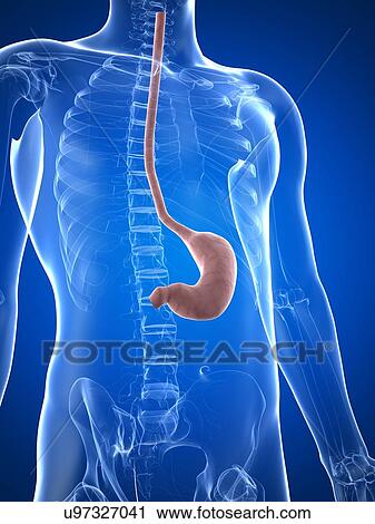 Healthy stomach, artwork View Large Illustration Clip Art - Healthy stomach, artwork. Fotosearch