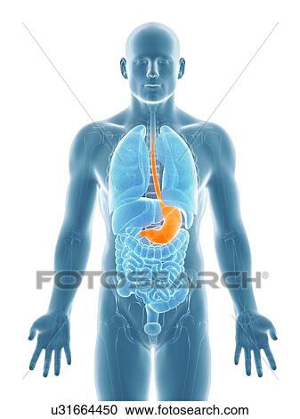 Healthy stomach, artwork View Large Illustration Clipart - Healthy stomach, artwork. Fotosearch