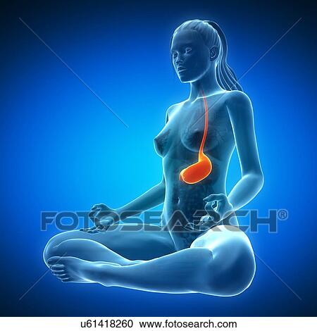Healthy stomach, artwork View Large Illustration Clipart - Healthy stomach, artwork. Fotosearch