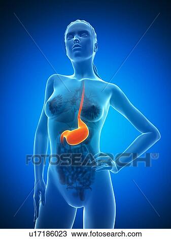 Healthy stomach, artwork View Large Illustration Drawing - Healthy stomach, artwork. Fotosearch