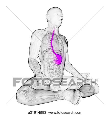 Drawing - Healthy stomach, artwork. Fotosearch