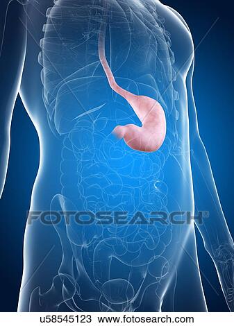 Drawing - Healthy stomach, artwork. Fotosearch