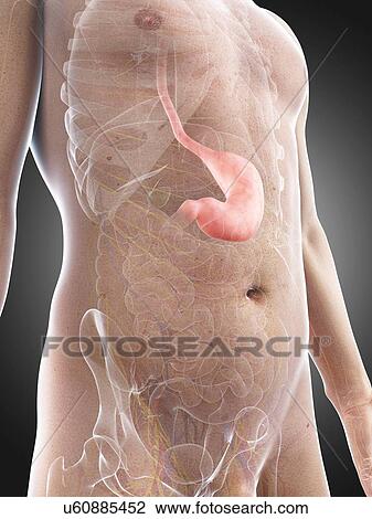 Drawing - Healthy stomach, artwork. Fotosearch