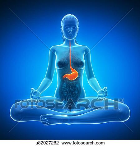 Healthy stomach, artwork View Large Illustration Drawing - Healthy stomach, artwork. Fotosearch