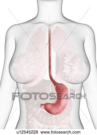 Healthy stomach, artwork View Large Illustration Stock Illustration - Healthy stomach, artwork. Fotosearch