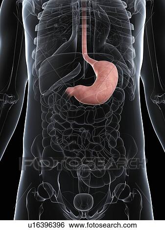 Healthy stomach, artwork View Large Illustration Stock Illustration - Healthy stomach, artwork. Fotosearch