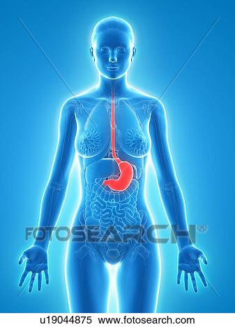 Healthy stomach, artwork View Large Illustration Stock Illustration - Healthy stomach, artwork. Fotosearch