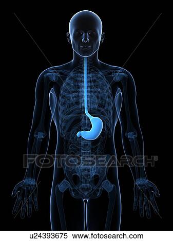 Healthy stomach, artwork View Large Illustration Stock Illustration - Healthy stomach, artwork. Fotosearch