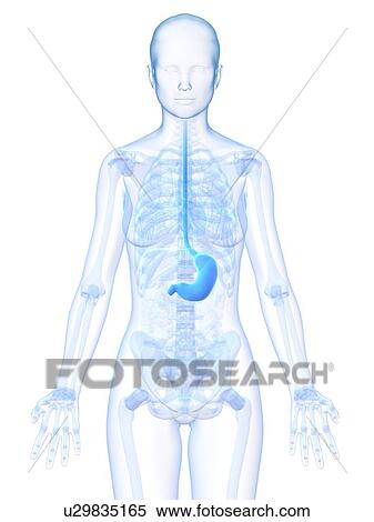 Healthy stomach, artwork View Large Illustration Stock Illustration - Healthy stomach, artwork. Fotosearch