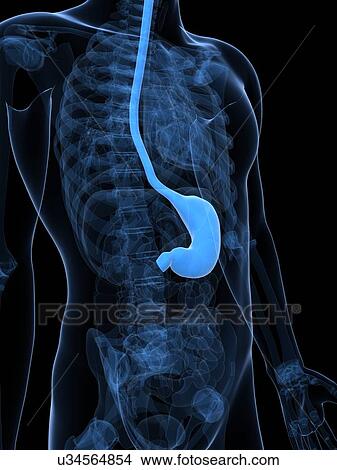 Healthy stomach, artwork View Large Illustration Stock Illustration - Healthy stomach, artwork. Fotosearch