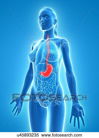 Healthy stomach, artwork View Large Illustration Stock Illustration - Healthy stomach, artwork. Fotosearch
