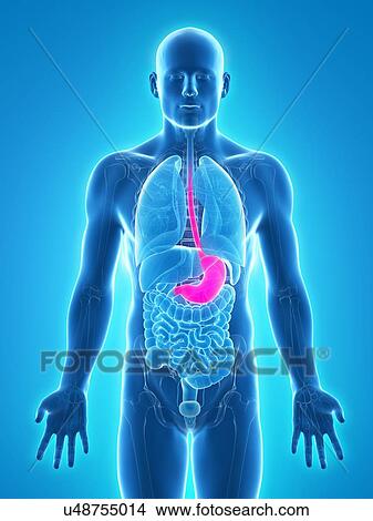 Stock Illustration - Healthy stomach, artwork. Fotosearch