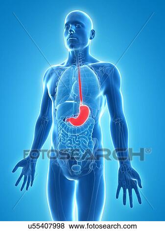 Stock Illustration - Healthy stomach, artwork. Fotosearch