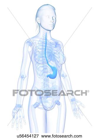 Stock Illustration - Healthy stomach, artwork. Fotosearch