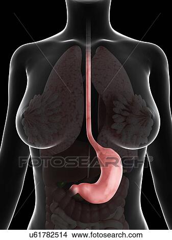 Healthy stomach, artwork View Large Illustration Stock Illustration - Healthy stomach, artwork. Fotosearch