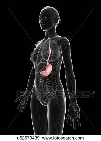 Stock Illustration - Healthy stomach, artwork. Fotosearch
