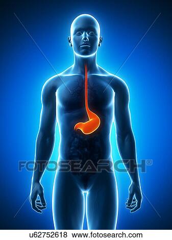 Healthy stomach, artwork View Large Illustration Stock Illustration - Healthy stomach, artwork. Fotosearch