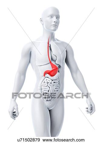 Stock Illustration - Healthy stomach, artwork. Fotosearch