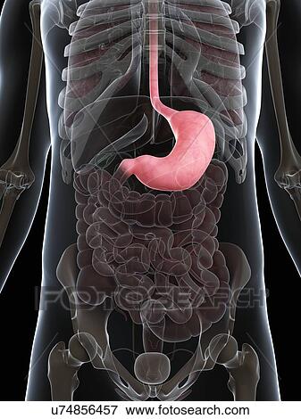 Healthy stomach, artwork View Large Illustration Stock Illustration - Healthy stomach, artwork. Fotosearch