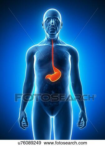 Healthy stomach, artwork View Large Illustration Stock Illustration - Healthy stomach, artwork. Fotosearch