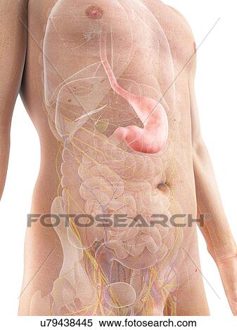Healthy stomach, artwork View Large Illustration Stock Illustration - Healthy stomach, artwork. Fotosearch