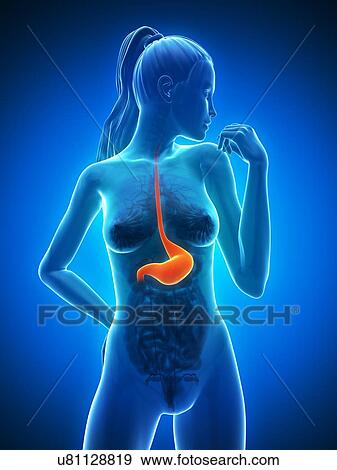 Stock Illustration - Healthy stomach, artwork. Fotosearch
