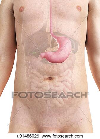 Stock Illustration - Healthy stomach, artwork. Fotosearch