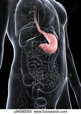 Healthy stomach, artwork View Large Illustration Stock Illustration - Healthy stomach, artwork. Fotosearch
