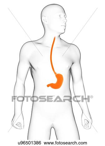Healthy stomach, artwork View Large Illustration Stock Illustration - Healthy stomach, artwork. Fotosearch