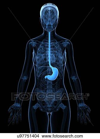 Healthy stomach, artwork View Large Illustration Stock Illustration - Healthy stomach, artwork. Fotosearch
