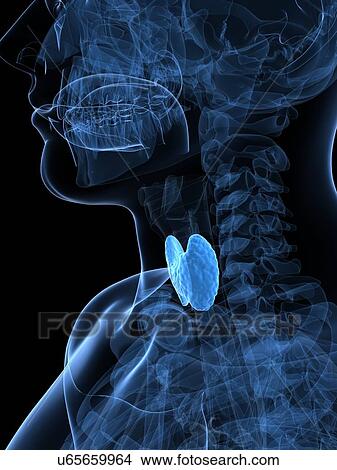 Stock Illustration - Healthy thyroid, artwork. Fotosearch