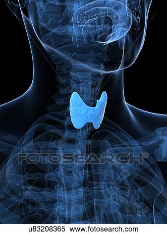 Stock Illustration - Healthy thyroid, artwork. Fotosearch