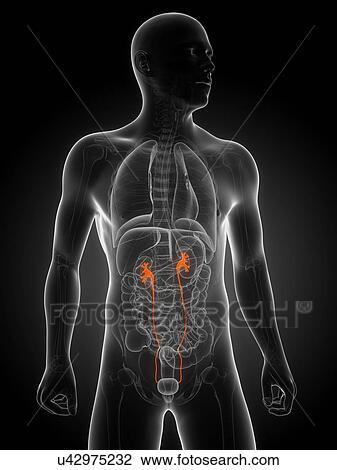 Drawing - Healthy ureters, artwork. Fotosearch