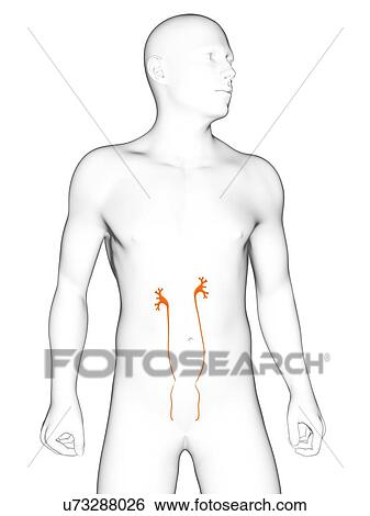 Stock Illustration - Healthy ureters, artwork. Fotosearch